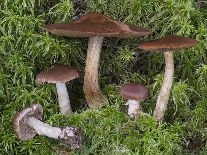 Cortinarius illuminus